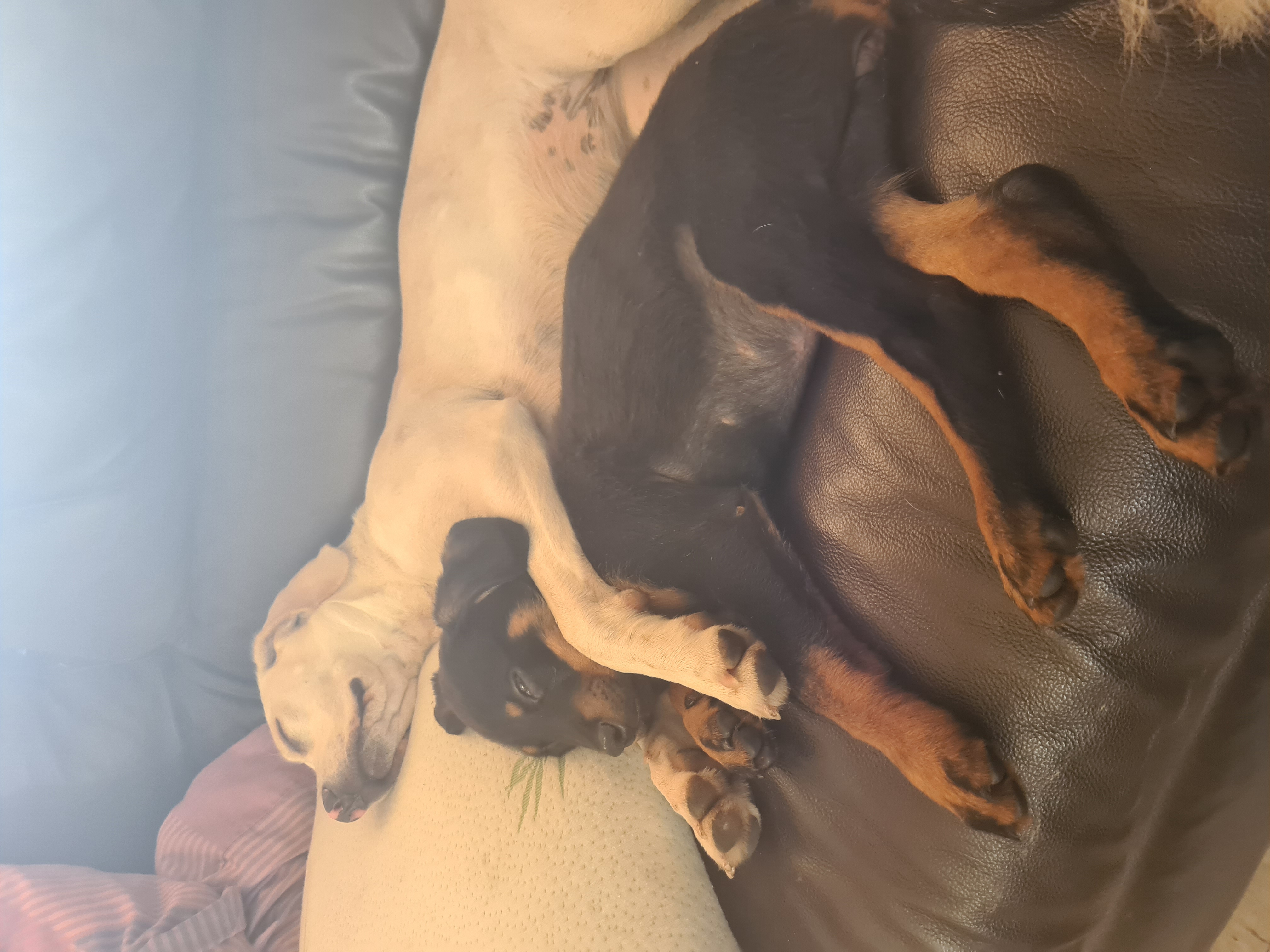 Dogs