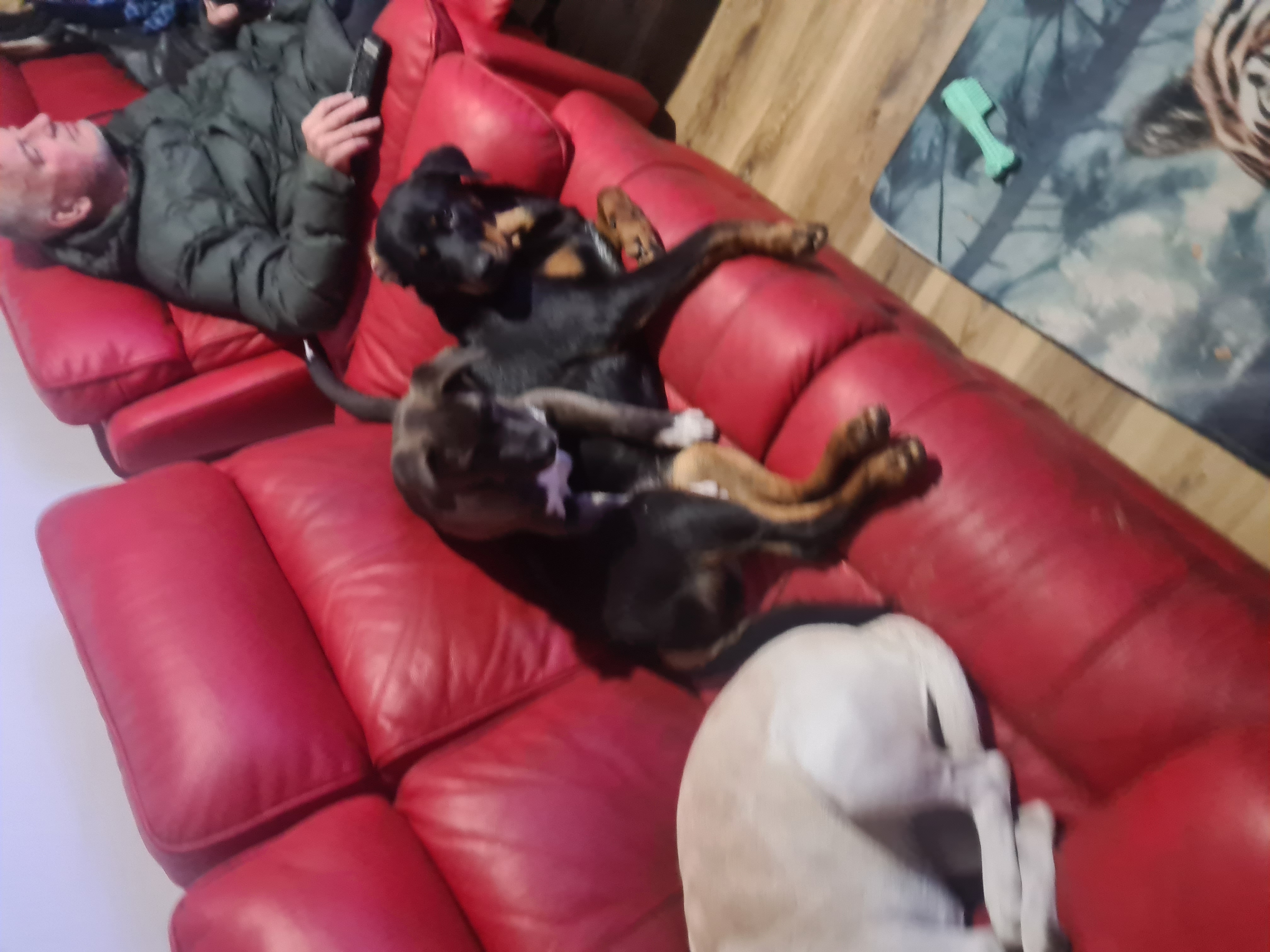 Ronnie and dogs